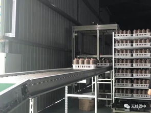 巴中,你變了 三天直播,又來(lái)看你